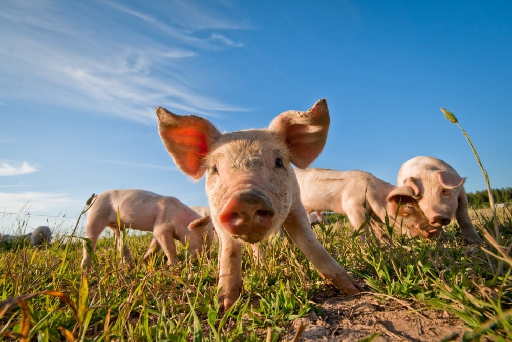 A piglet on a high welfare farm