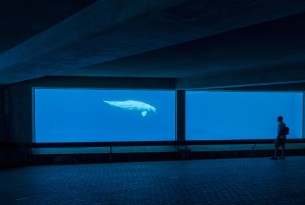 A beluga at Marineland