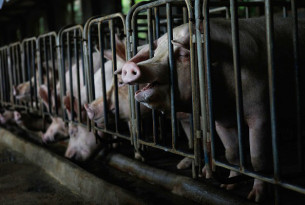 Pigs reared for meat kept in cramped cages