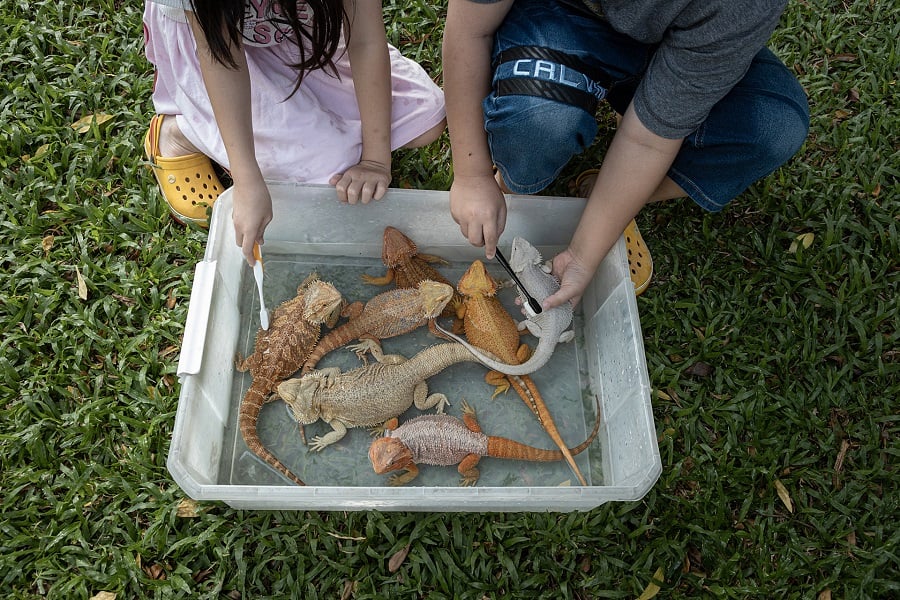 Children with pet bearded dragons