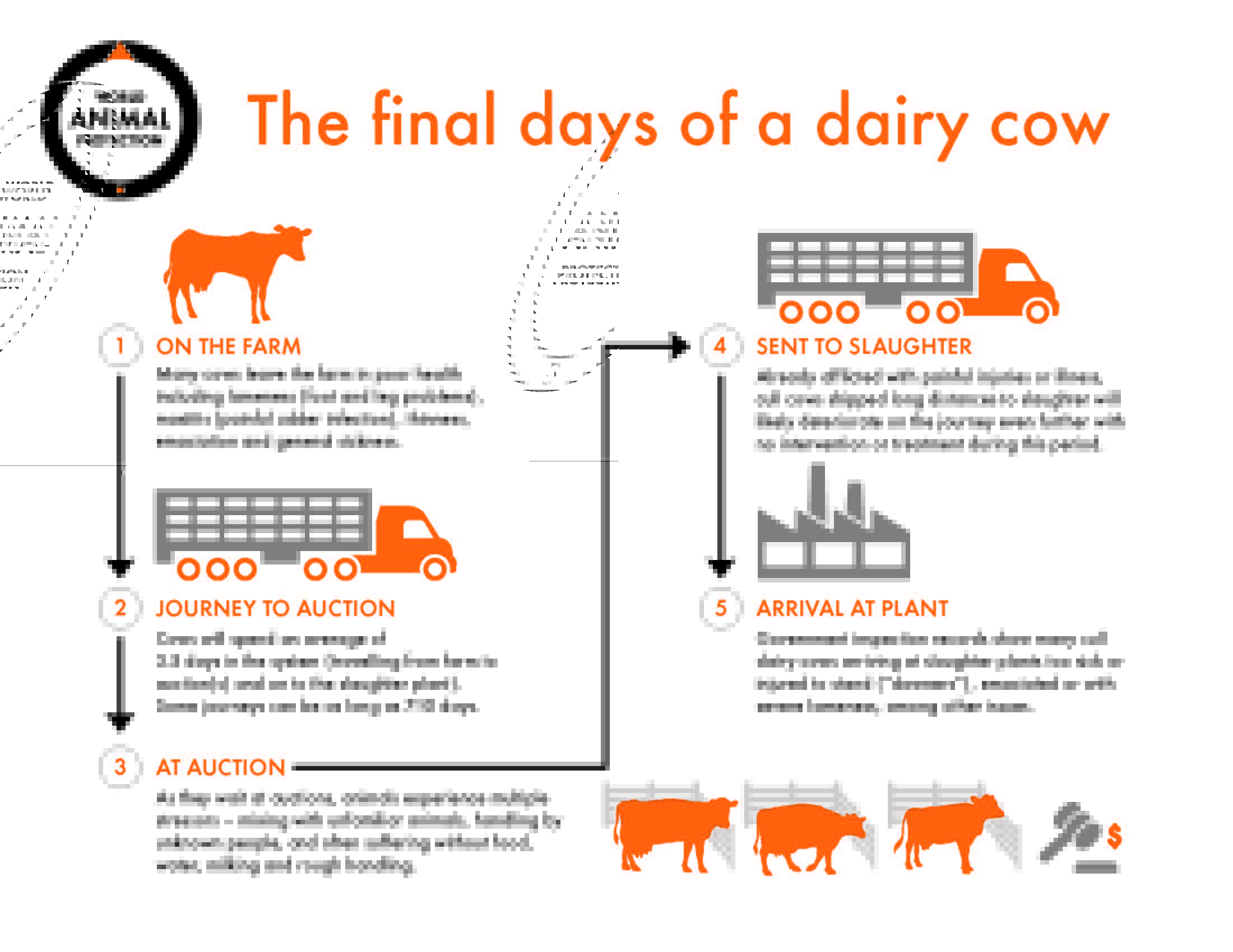 The final days of a dairy cow