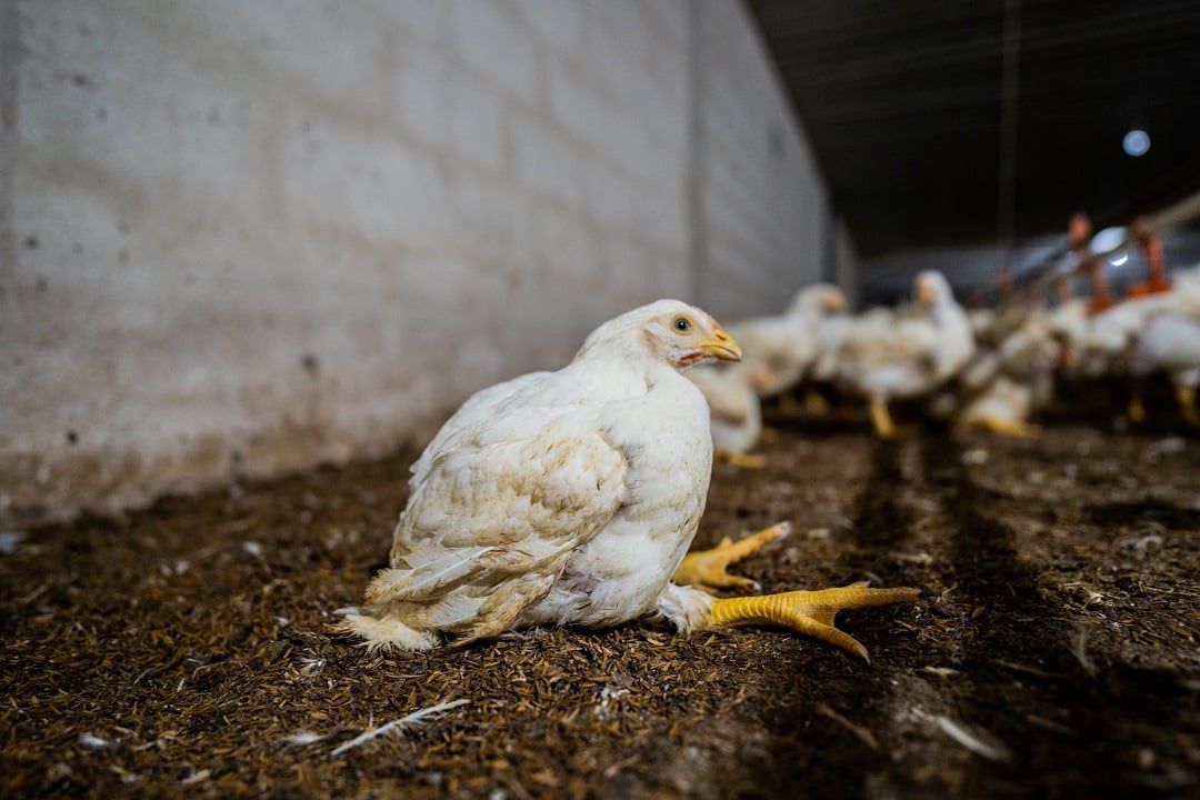 A chicken on a factory farm