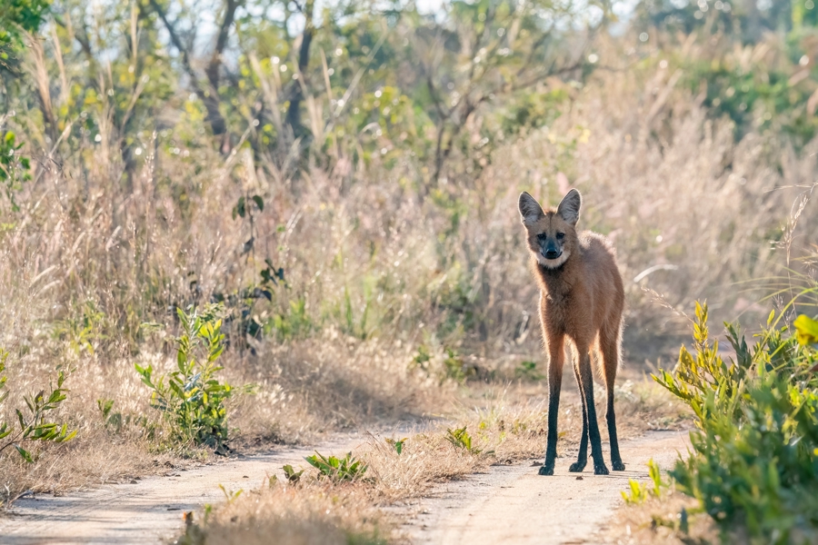 A maned wolf