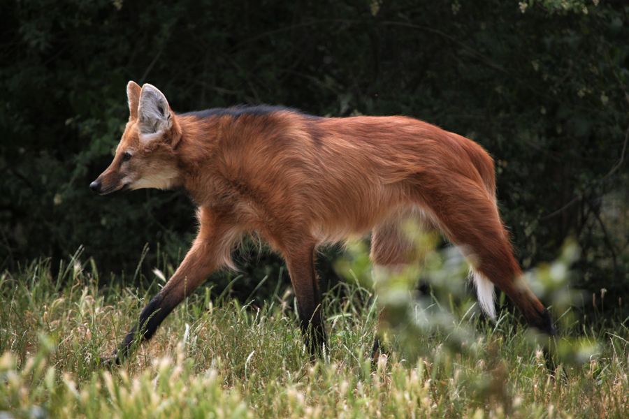 A maned wolf