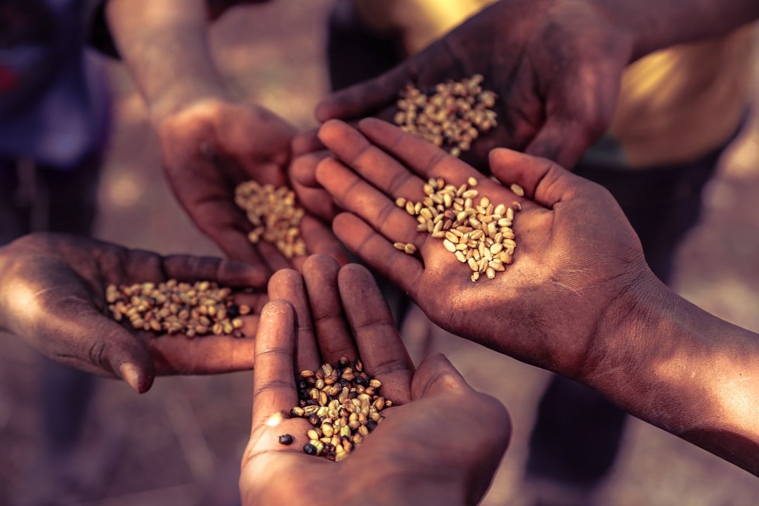 Hands holding grain