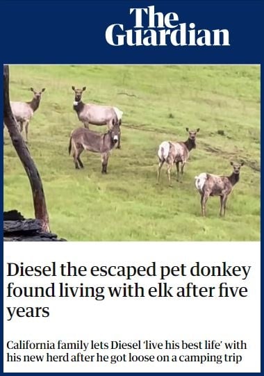 Diesel the escaped pet donkey