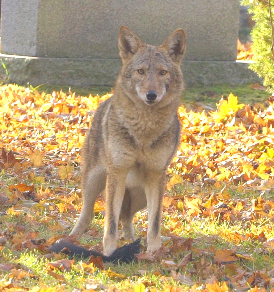 A coyote in an urban setting