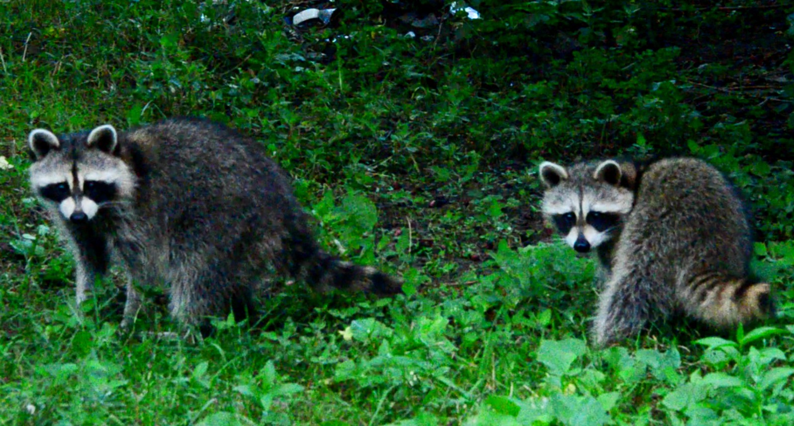 Racoons in the wild