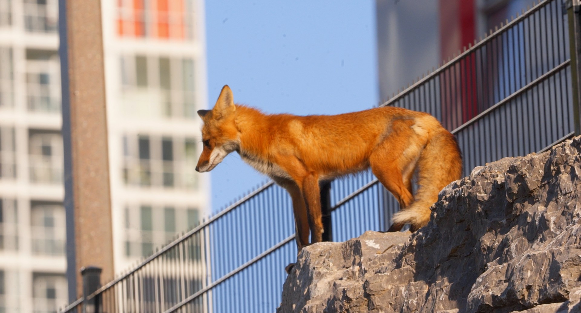 A fox in an urban setting