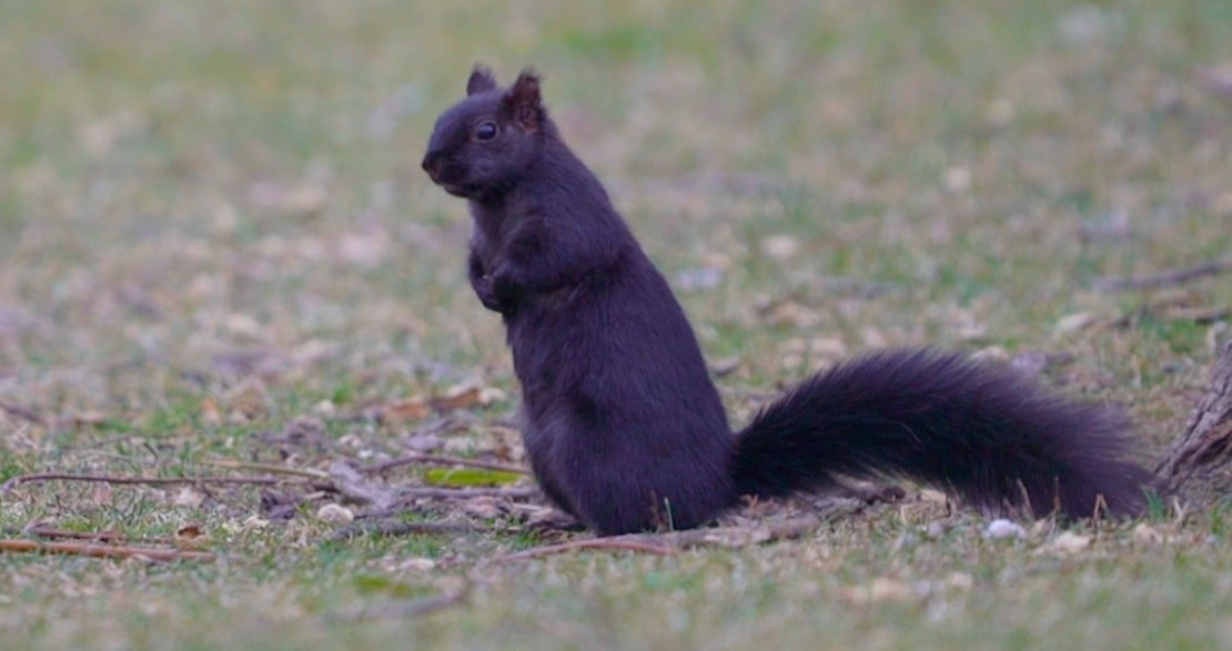 A squirrel 