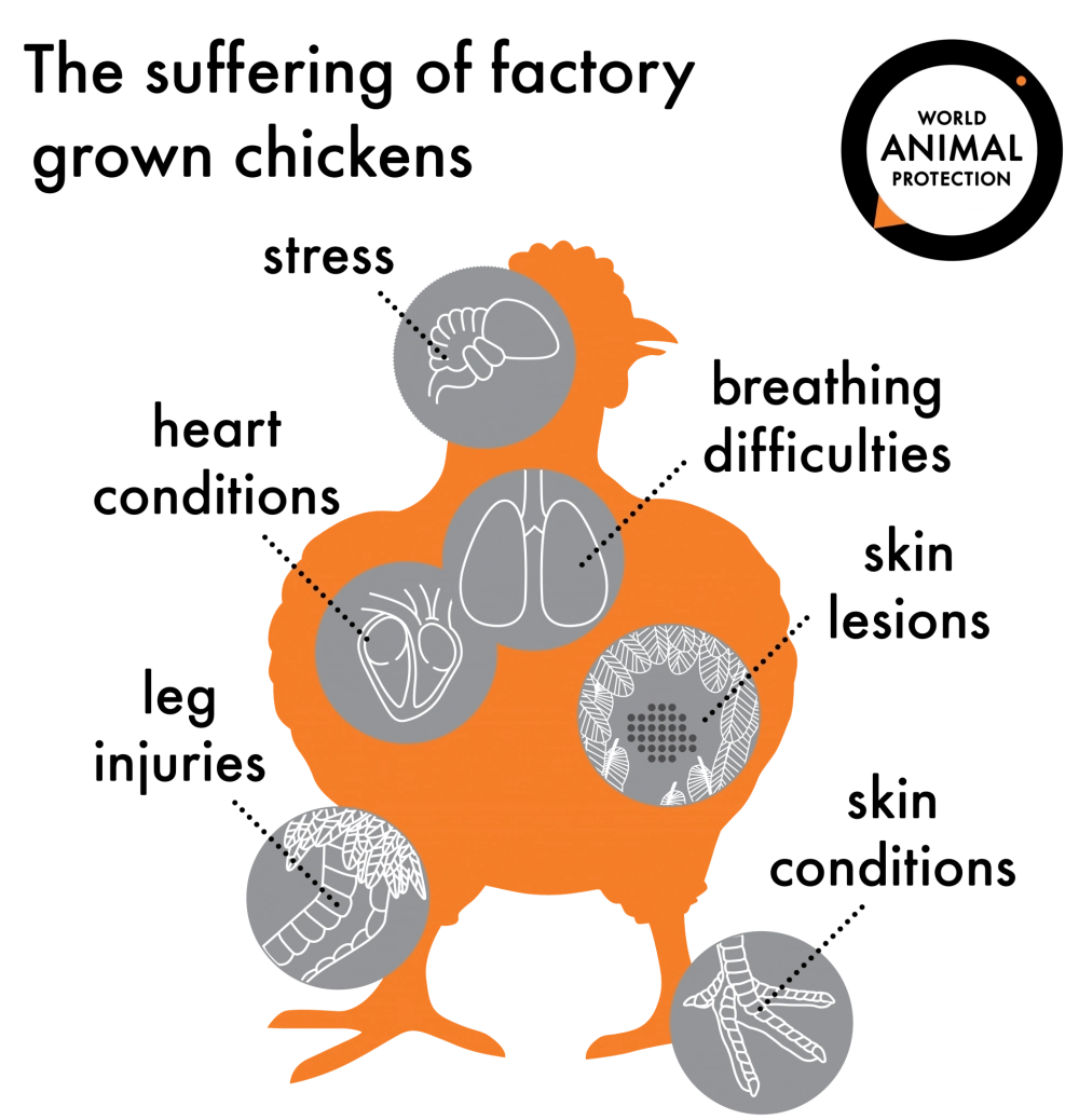 The suffering of factory grown chickens