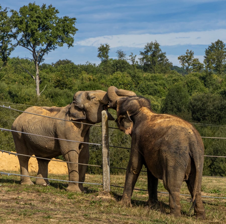 Two rescued elephants in sanctuary