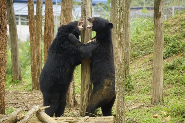 Rescued bears at FOUR Paws sanctuary
