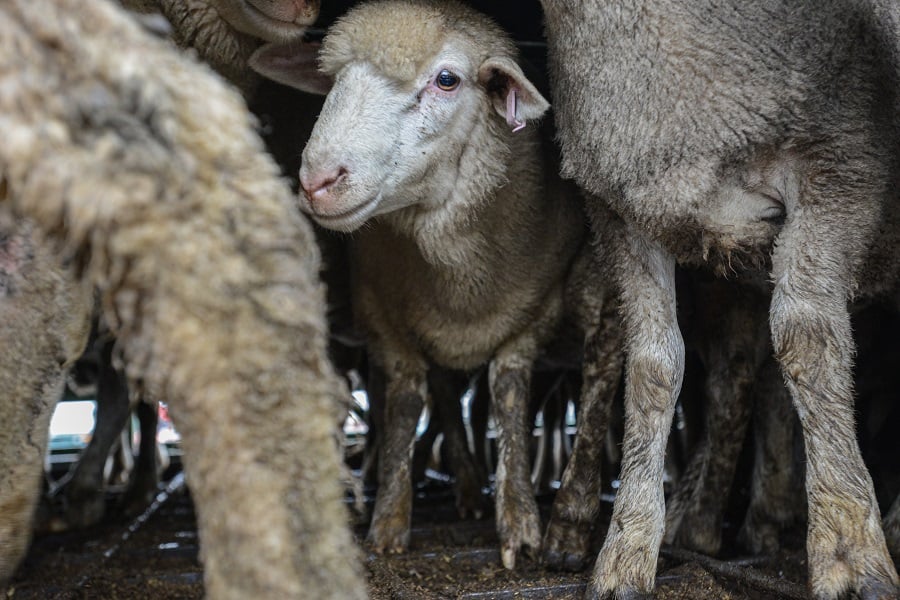 Sheep in transport