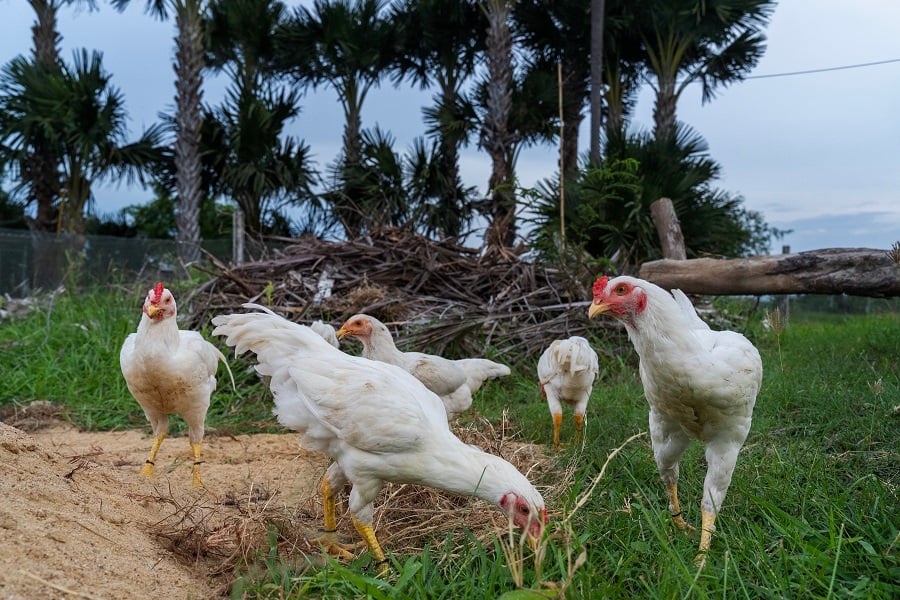 Chickens on the free range farm