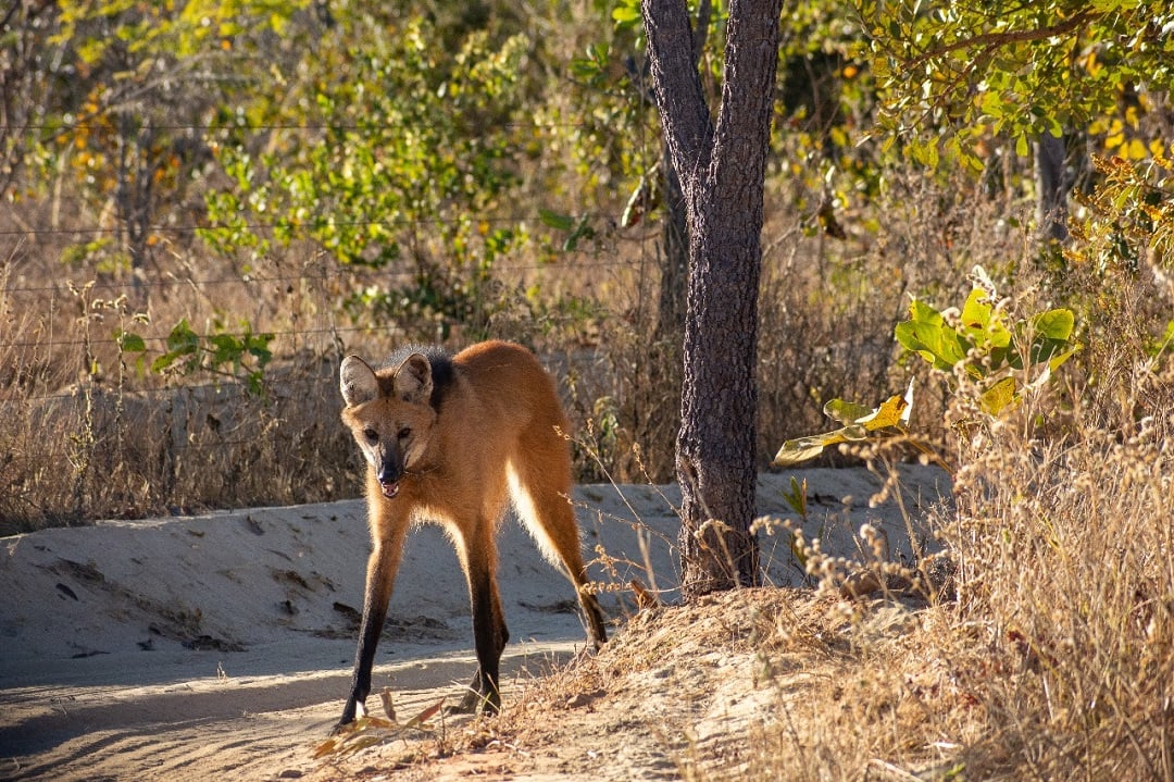 A maned wolf