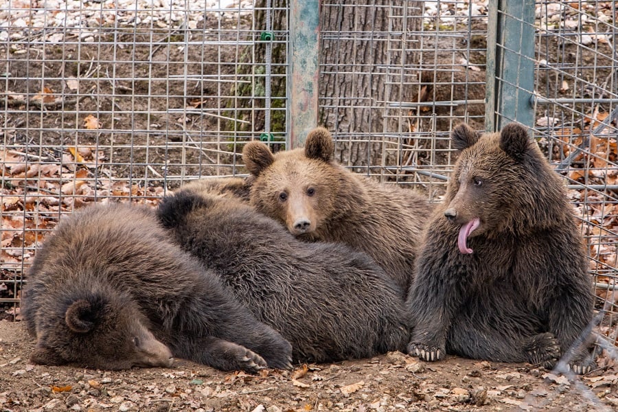 Bears in sanctuary