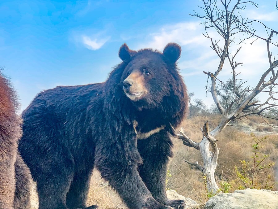 Rescued bear in sanctuary