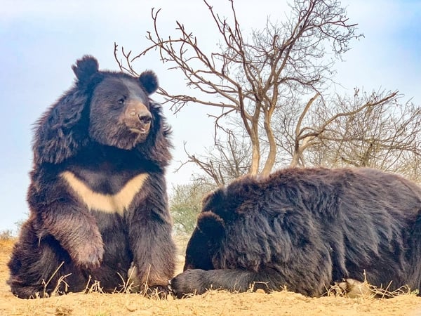 Two bears at Balkasar Sanctuary