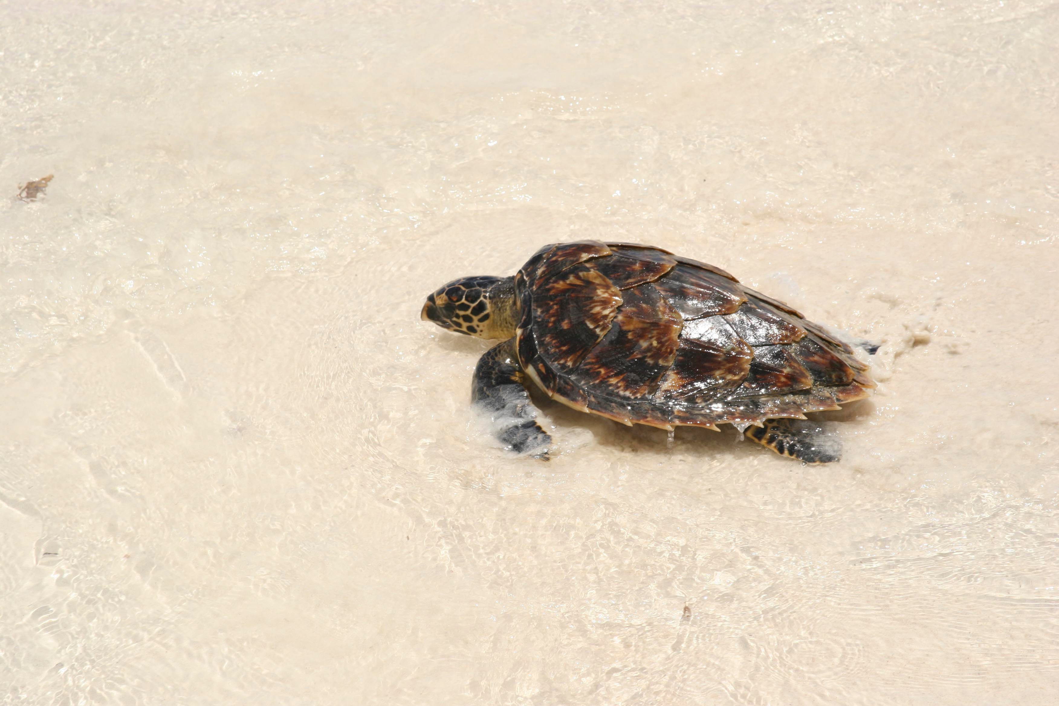 Sea turtle farming | World Animal Protection