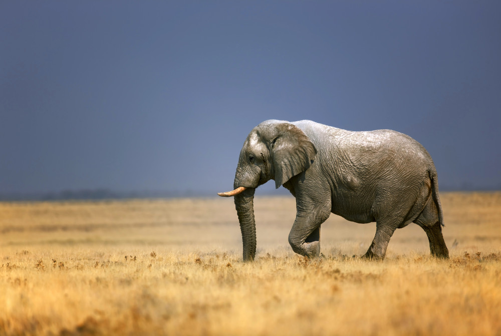 Top 5 African animals legally traded | [site:name]