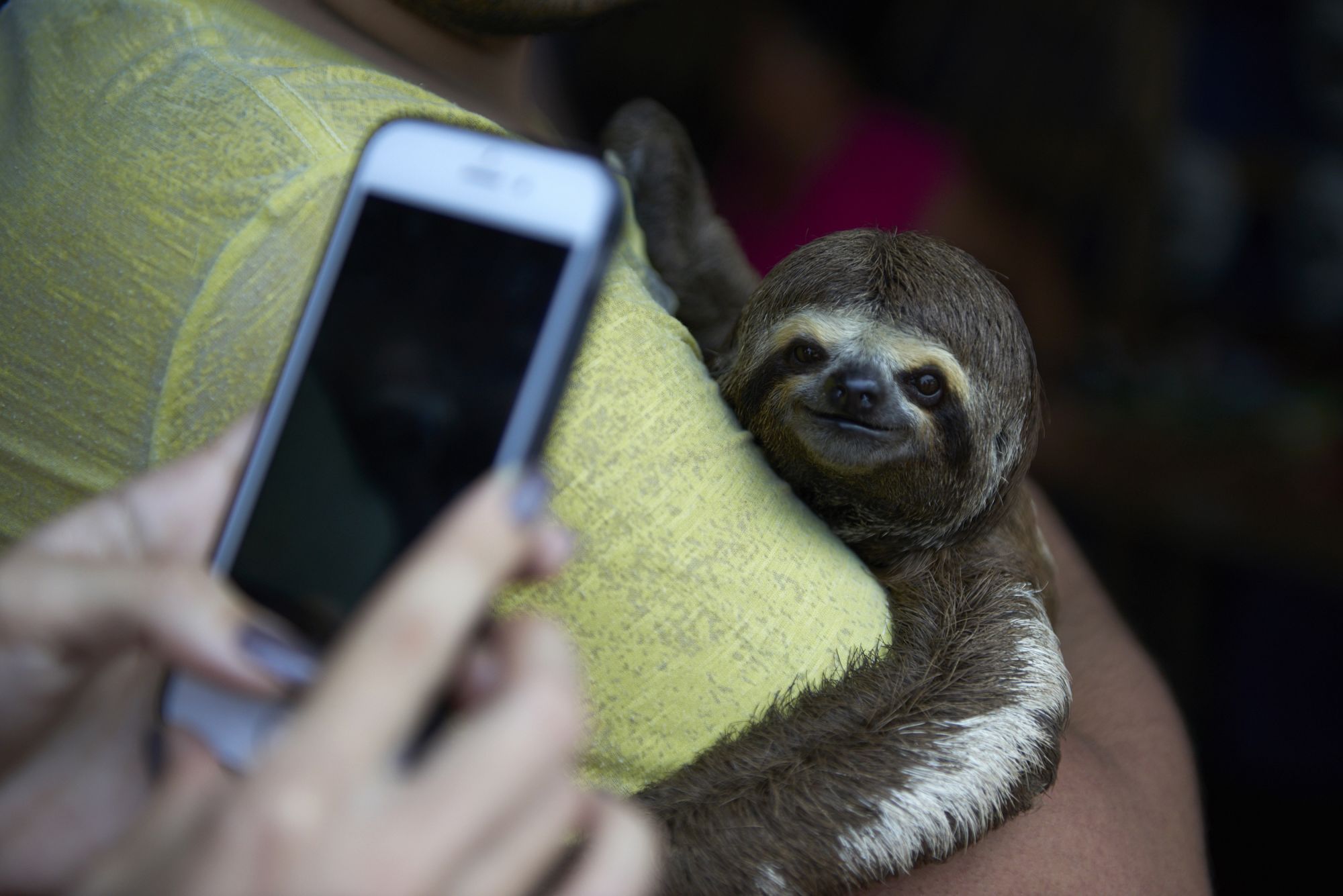 The True Impact Of Sloth Selfies