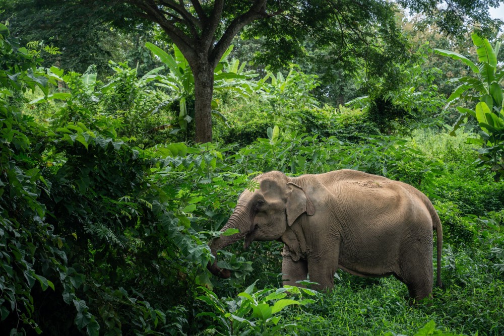 Elephant-friendly travel tips