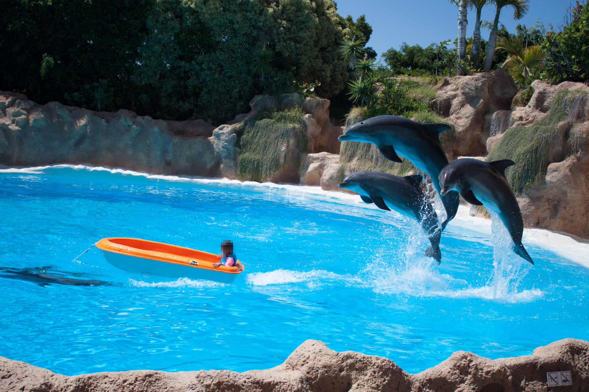 5 raisons de ne jamais nager avec les dauphins pendant vos vacances