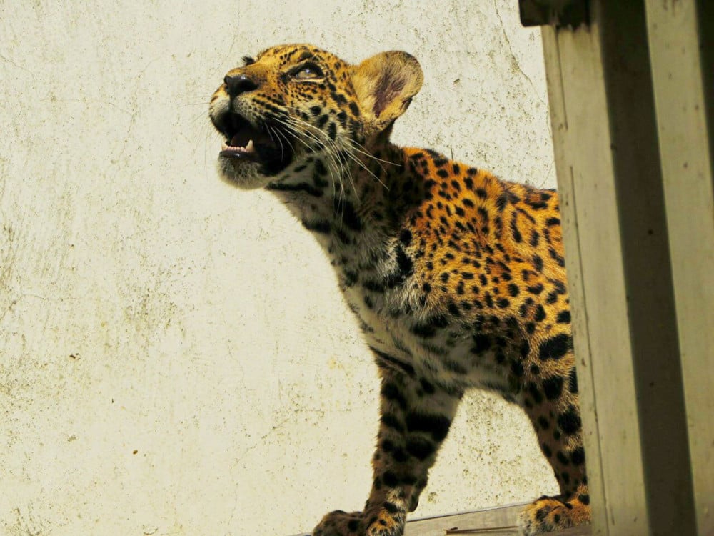 A young jaguar cub is rescued