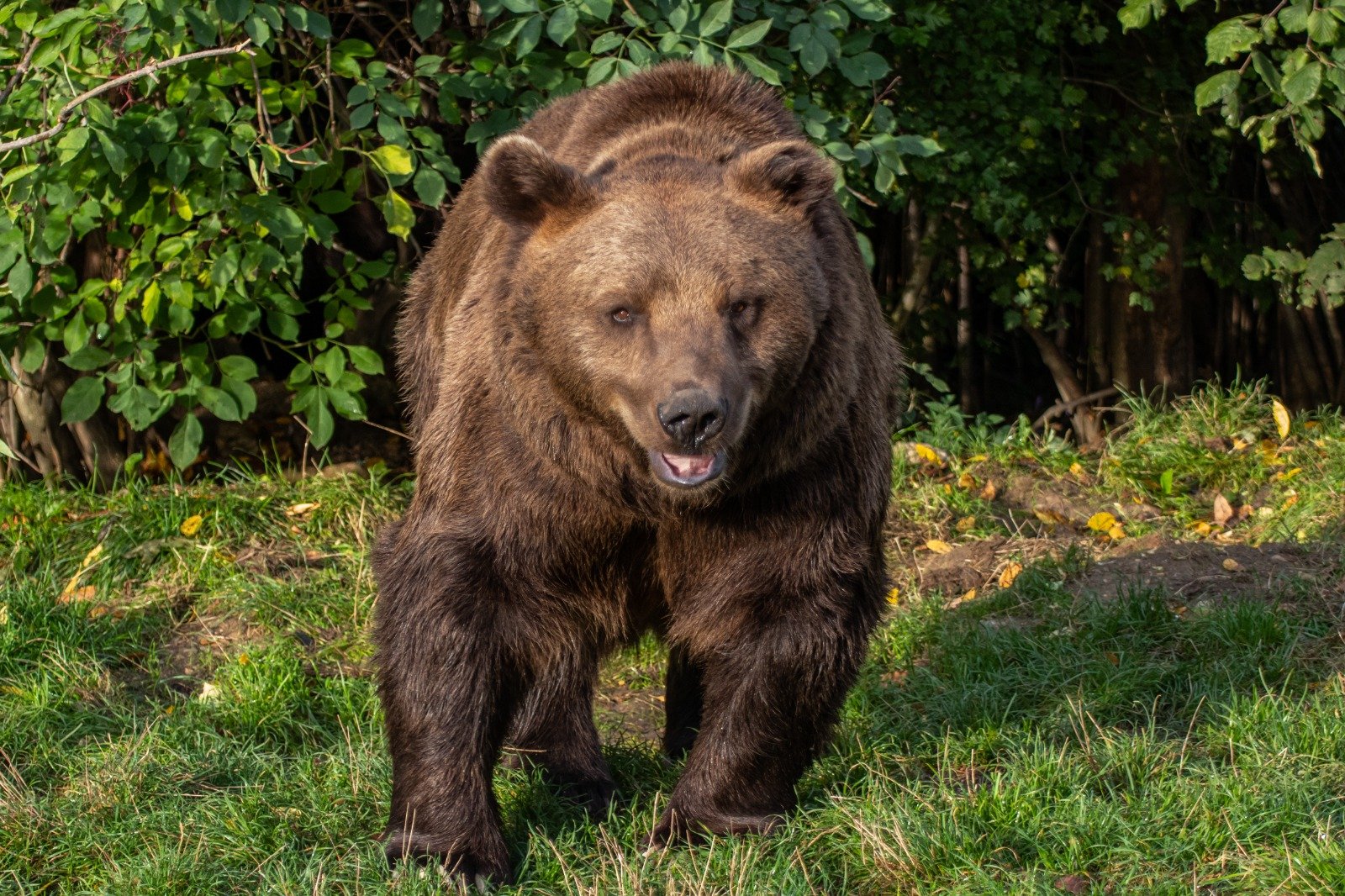 Tariku the rescued bear