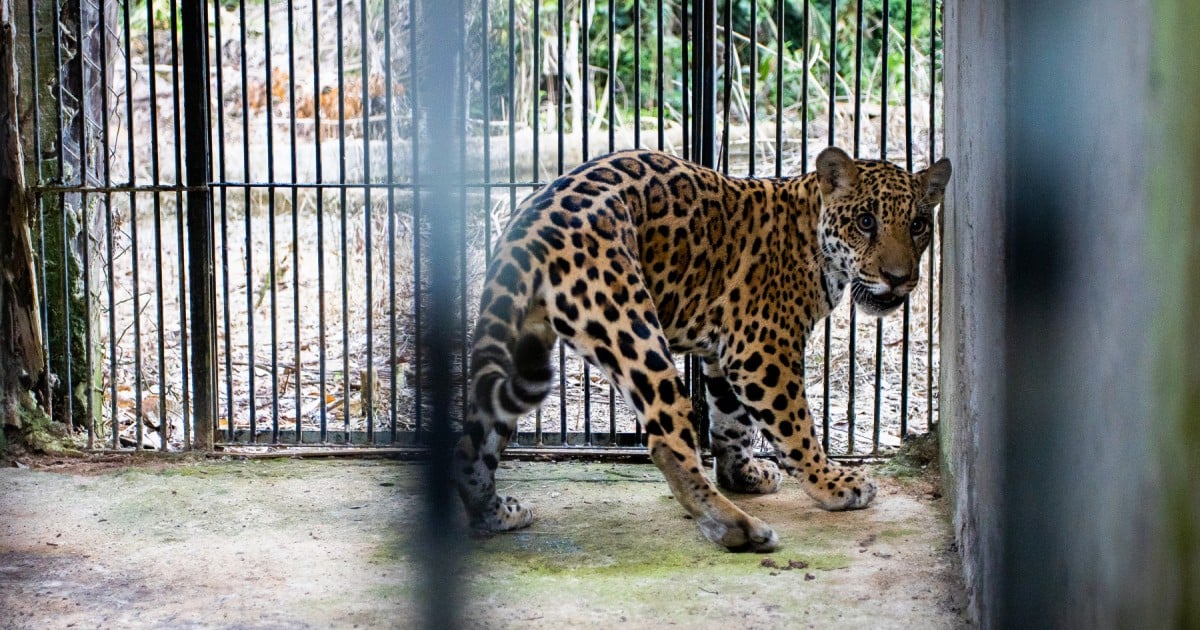 Xama the rescued jaguar