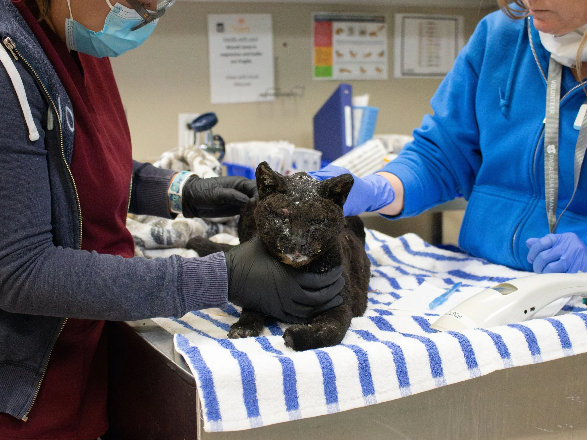 A cat burned by the LA wildfires