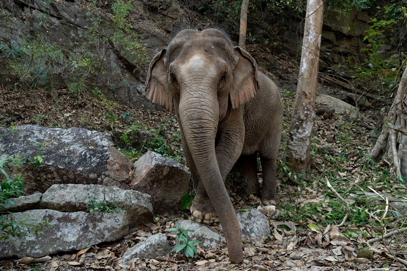 Rescued elephant Mae Dok in sanctuary