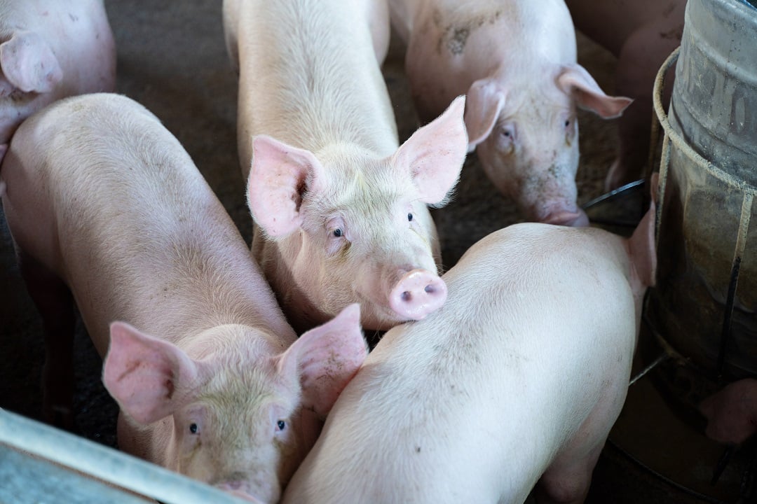 Piglets cramped on a farm