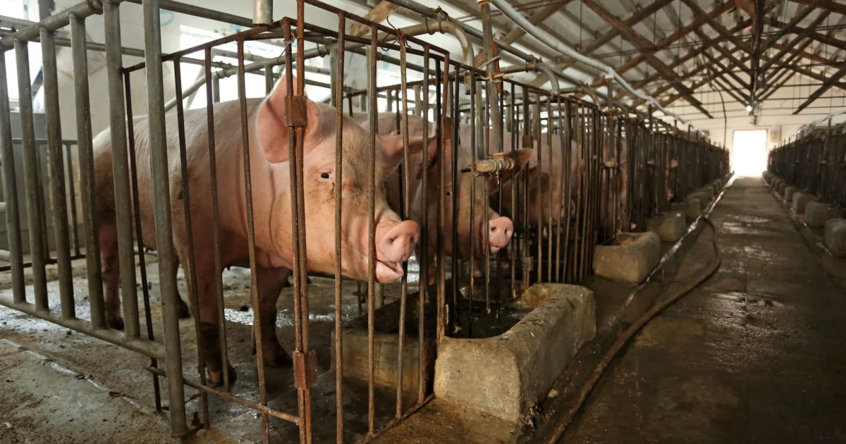 Moving the world for pigs | World Animal Protection