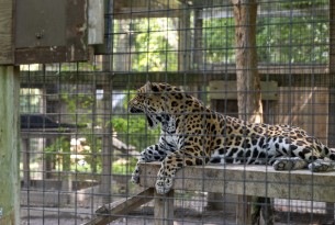 A captive jaguar in a roadside zoo