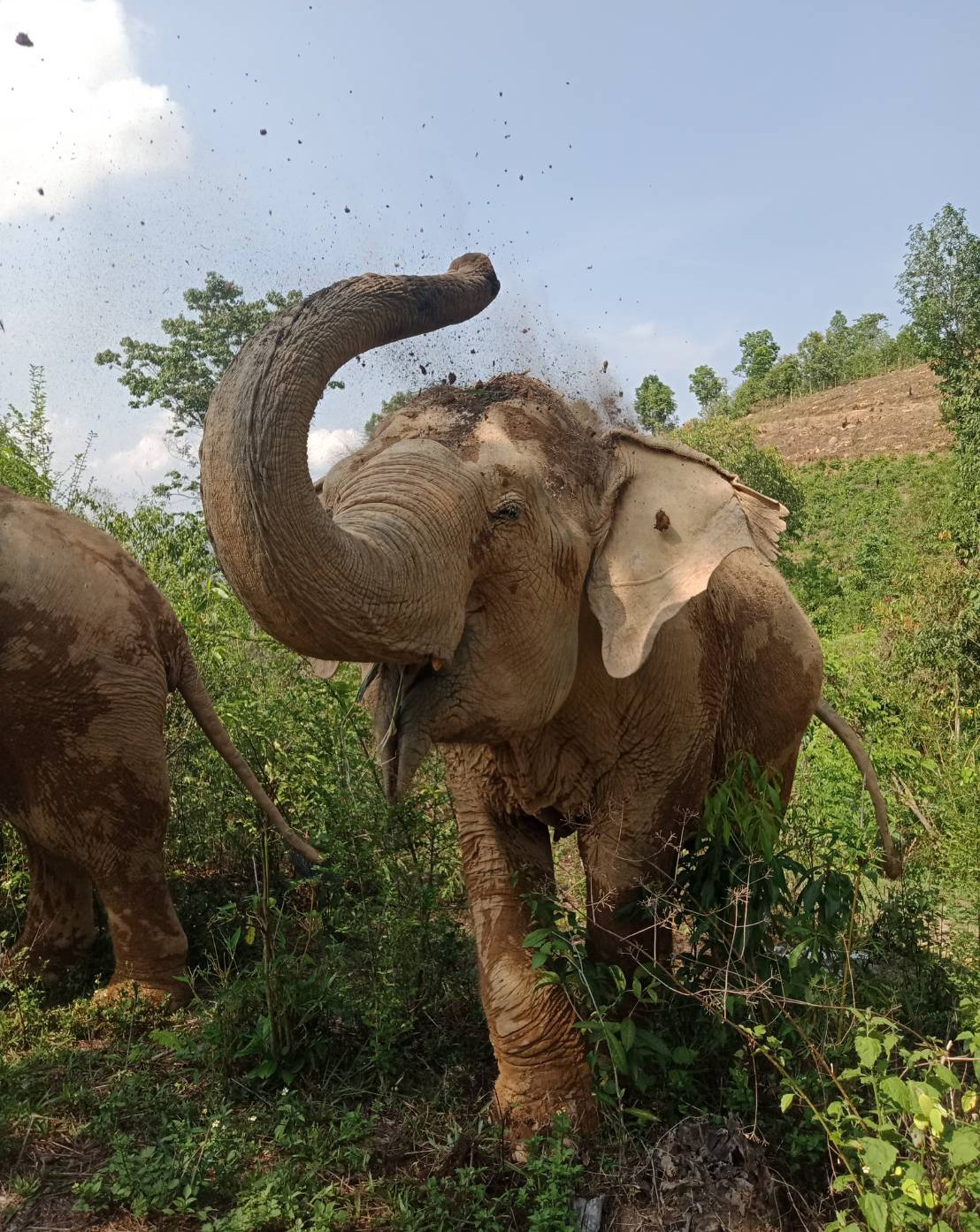 A rescued elephant in sanctuary