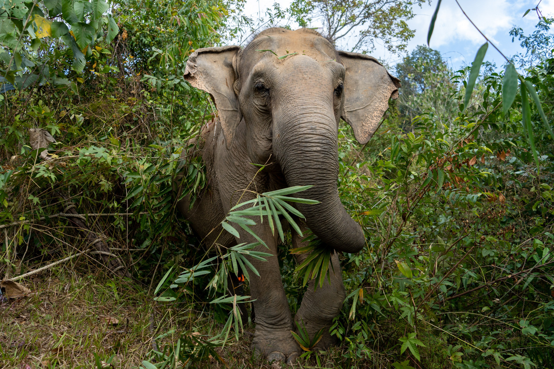 Mae Gorgae, rescued elephant in a sanctuary